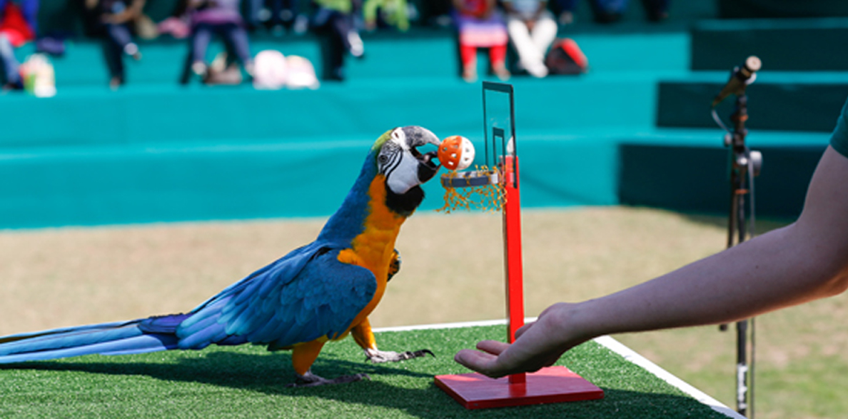 Dubai Creek Park Bird Show Dolphinarium